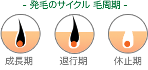 発毛のサイクル 毛周期